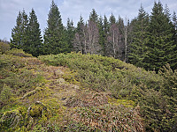 snart inn i granskogen der toppen ligger