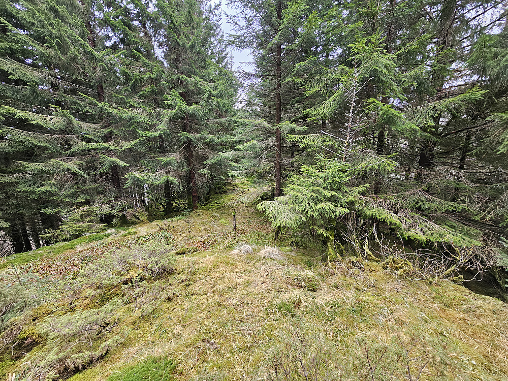 beste utsikt fra toppen mot syd der jeg kom opp, ellers bare tett skog.