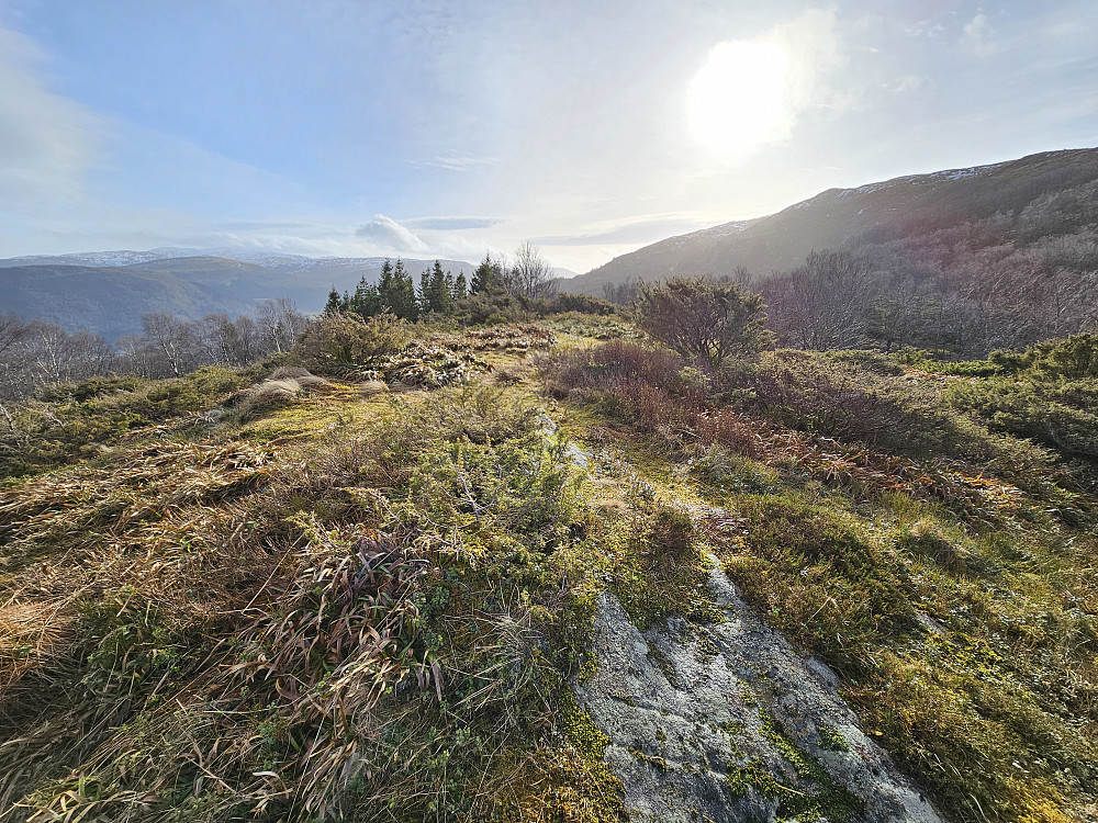 toppen på Sauhaugen 390
