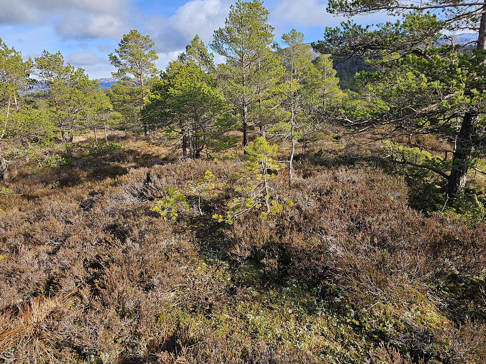 Fløyen 426