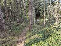 sti gjennom skog