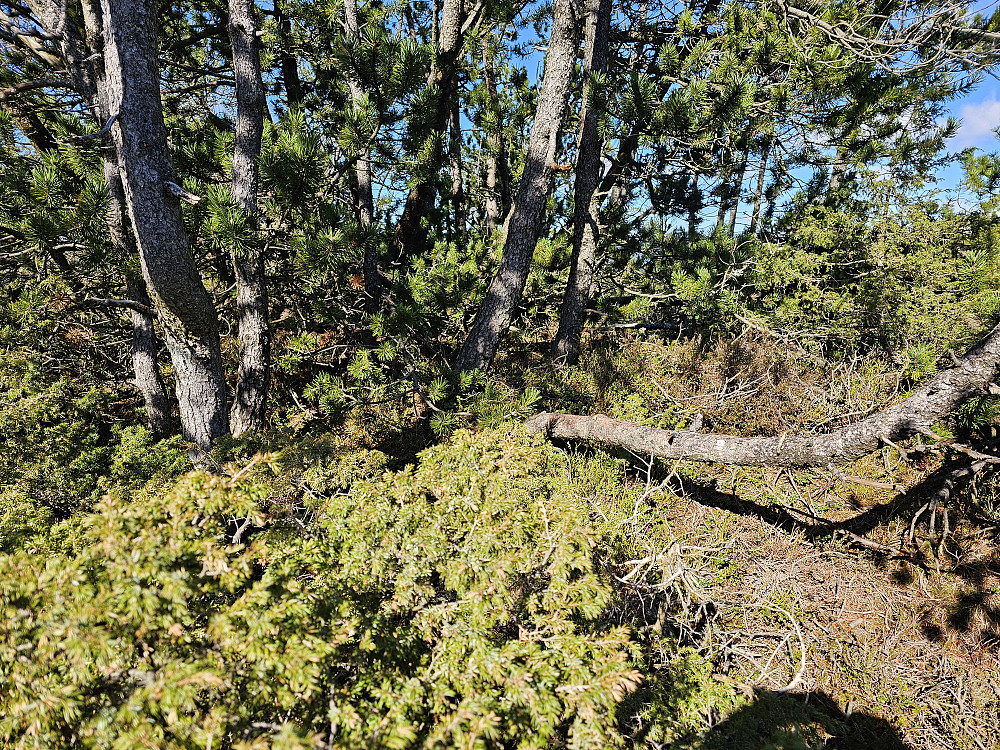 Liafjellet 260 ligger inne i småskogen