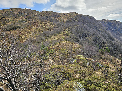 fra Rislikampen mot Totlandfjellet