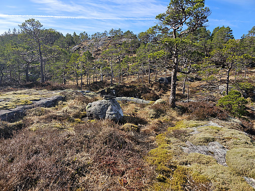 oppe ved Pinefjellet, fint å gå herfra til toppen