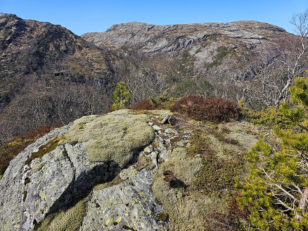 Pina 483 sett mot Snjonipa