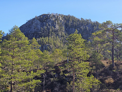 Kallvikanipa