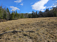 gjennom skog og åpent terreng oppover