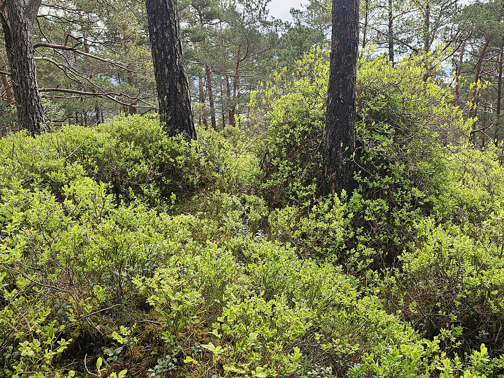Beinvedfjellet 160