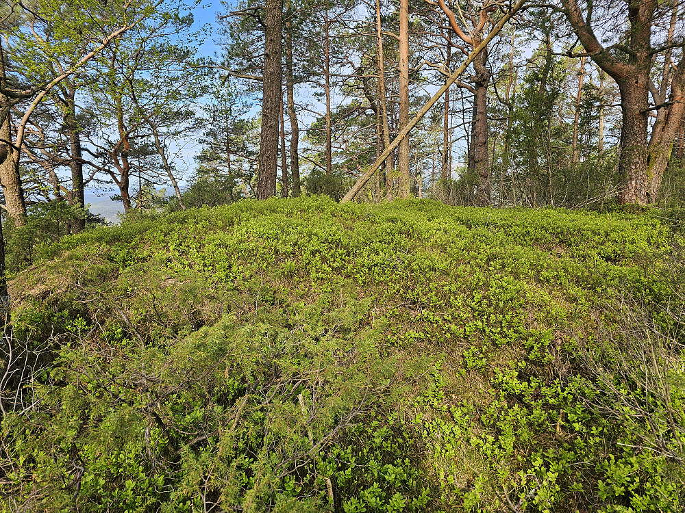 Grååsen 211