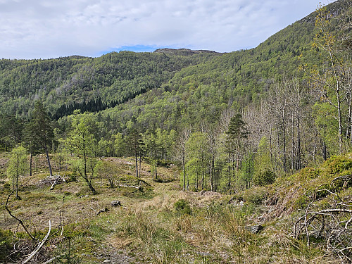 Skabrekka der traktorveien går helt opp i skaret