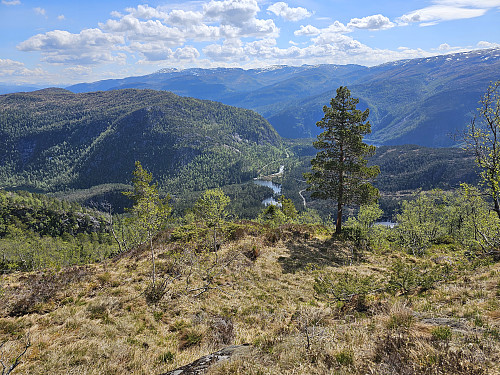 oppe over skogen, tilbakeblikk