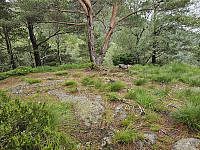 Haug nord for Svartavatnet 193