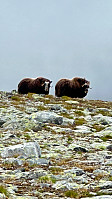 geirclaussen_20240727_66a4c17135c89.jpeg