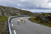 Tollak_20240717_6698081673bf1.jpg