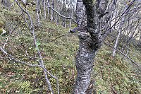 Tollak_20241007_67040ec4397d9.jpg