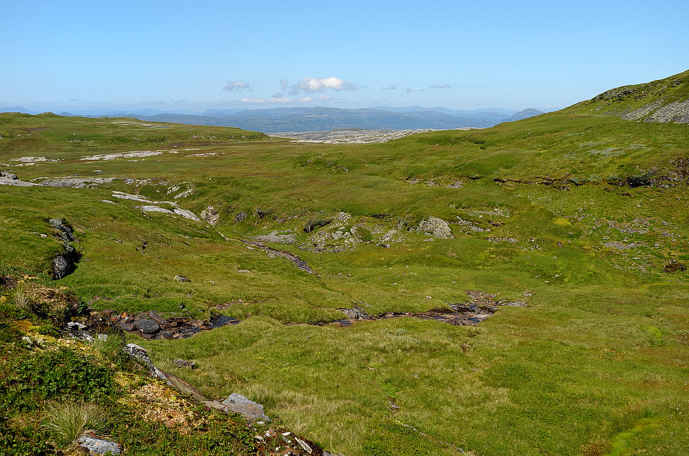 Grønt gressteppe