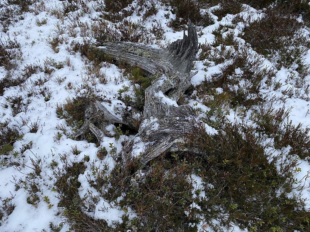 Kloppåsen