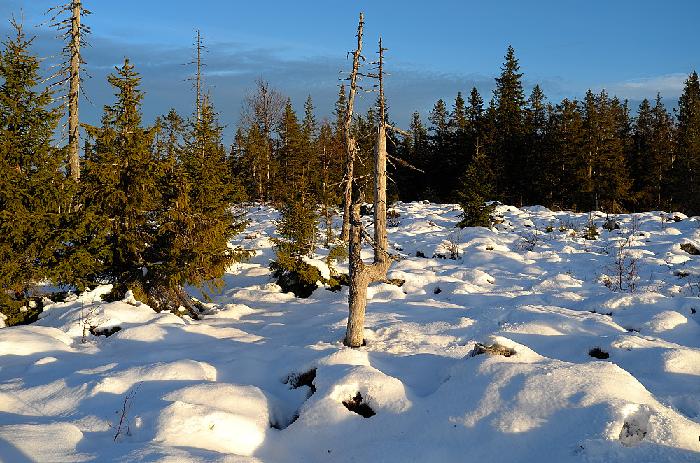 Heberget