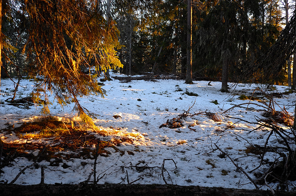Ryskåsen