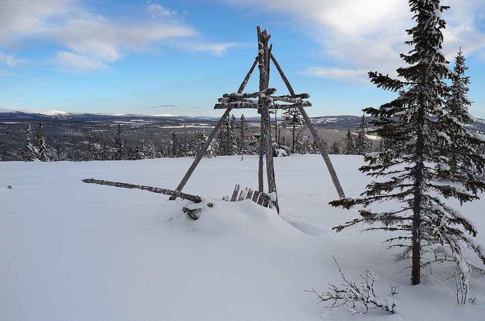 skjerhøa