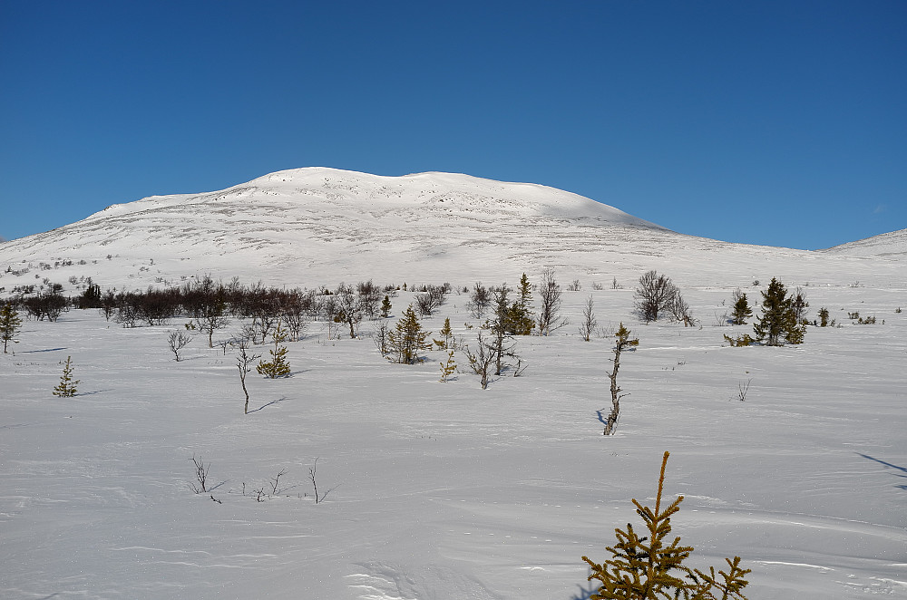 Midthøa