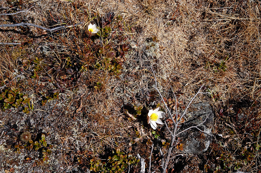Mogop - 7 mai og 1400 meters høyde