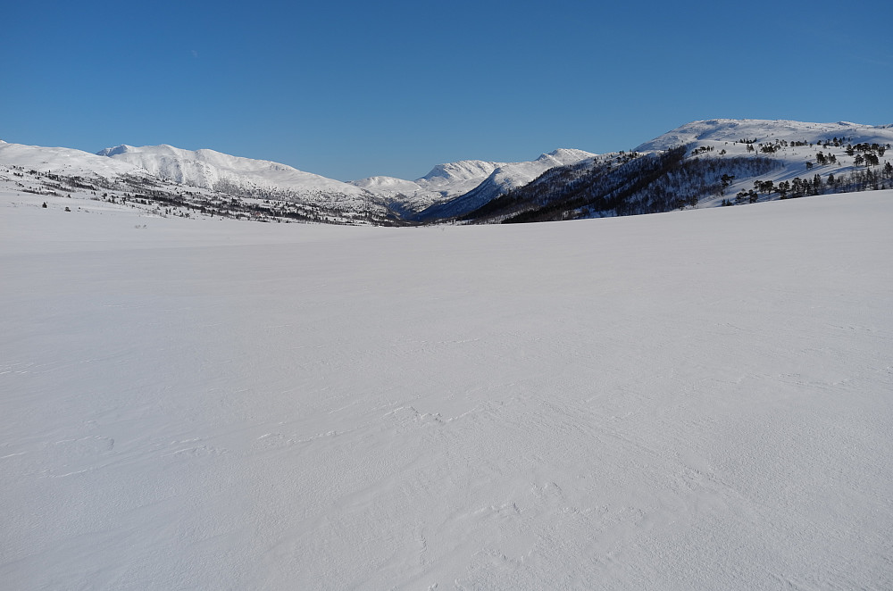 Grønkjølen