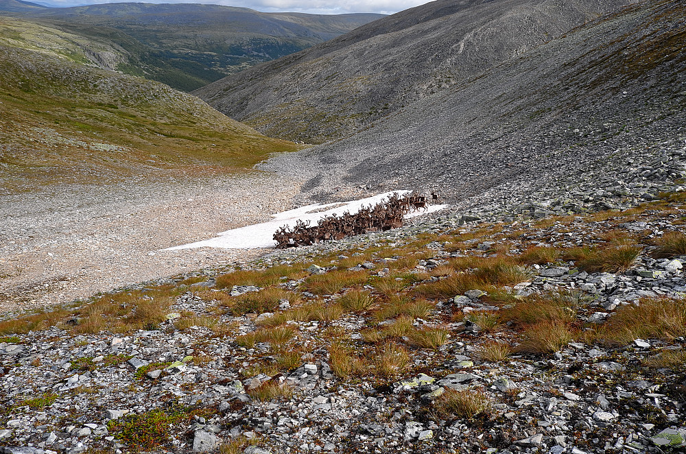 Bedre med foto enn et skudd i panna - jakta nærmer seg