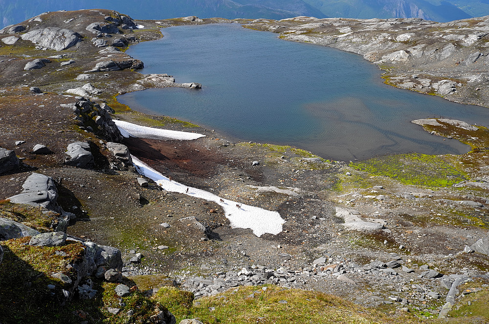 Reinsdyr på snøflekken