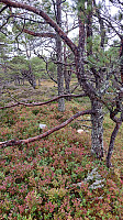 oskalde_20240818_66c2326a84ad6.jpg