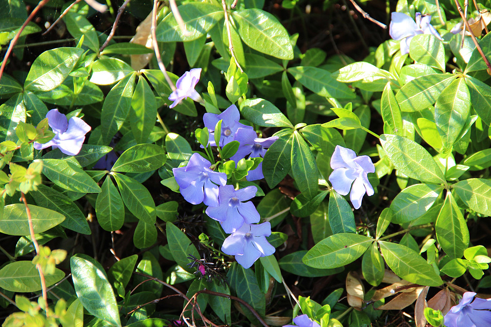 Hageblomster