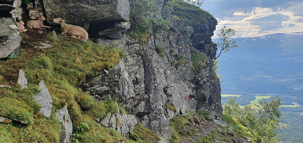 Sauer ved Skær-ryggen :)