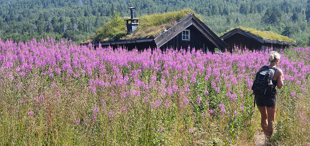 Ved Ingjerdbu/Vettismorki