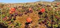 JoSo_20210828_612a8ebe4adf4.jpg