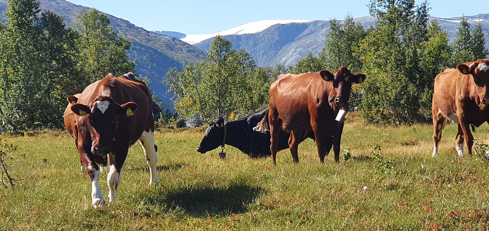 Sæteridyll ved Breidsete