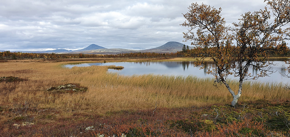 Et typisk landskap i Østerdalen. Gråhøgda til høyre og Elgspiggen til venstre.