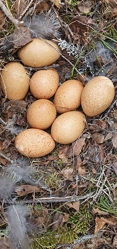 Røya har lagt 8 fine egg. Tiuren så jeg ikke noe til..