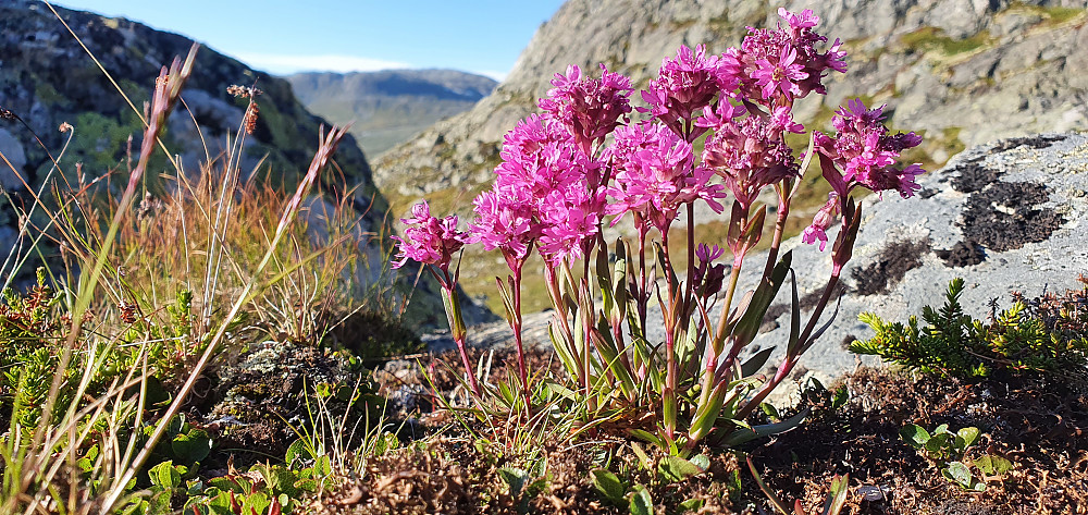 Fjelltjæreblom :)