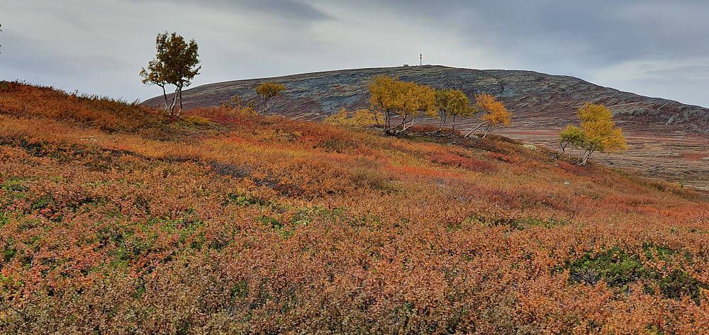 Høst i fjellet
