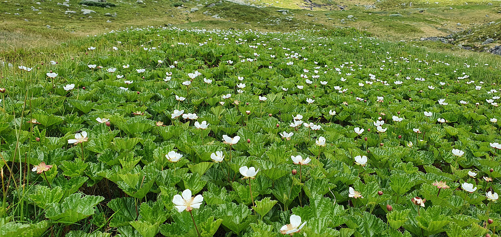 Kanskje det blir molteår?