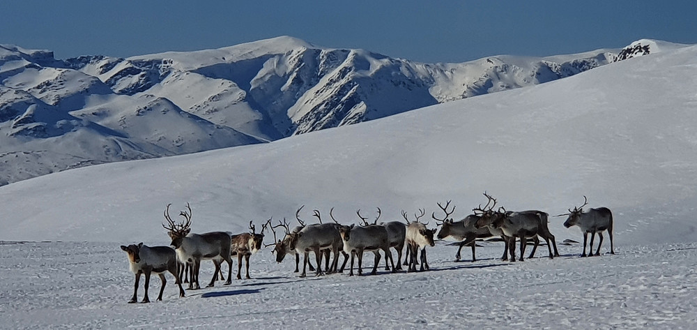 Ved Snøfjellet