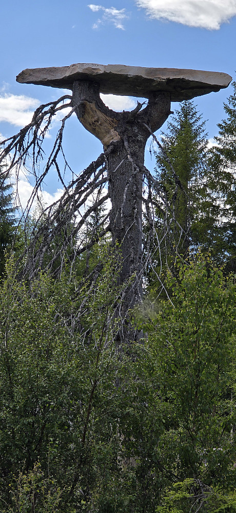 Artig påfunn i skogen :)