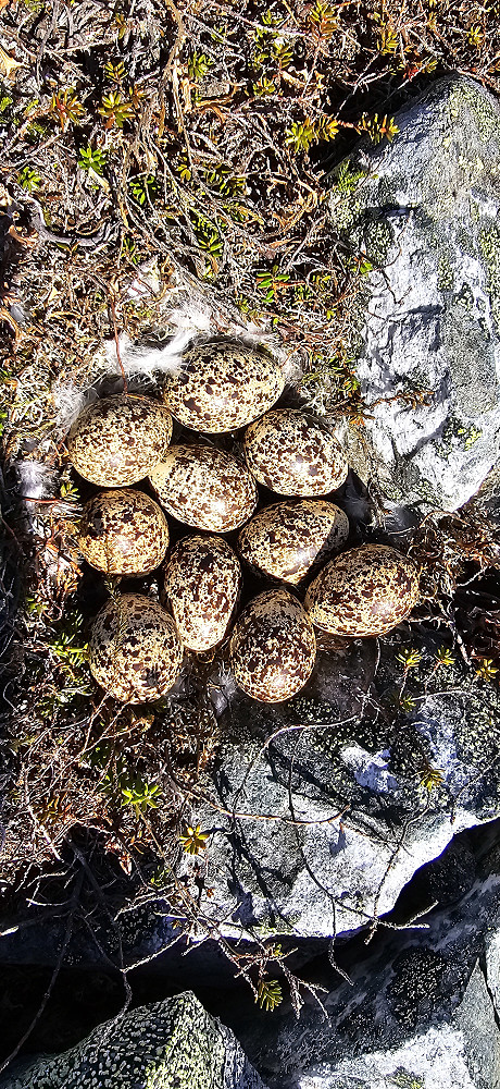 Heldigvis finnes forsatt litt rype..