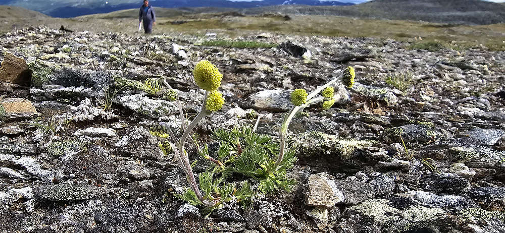 Norsk malurt på Tyrikvamfjellet