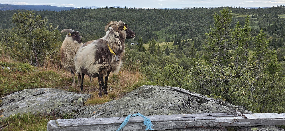 Fetjastølnatten