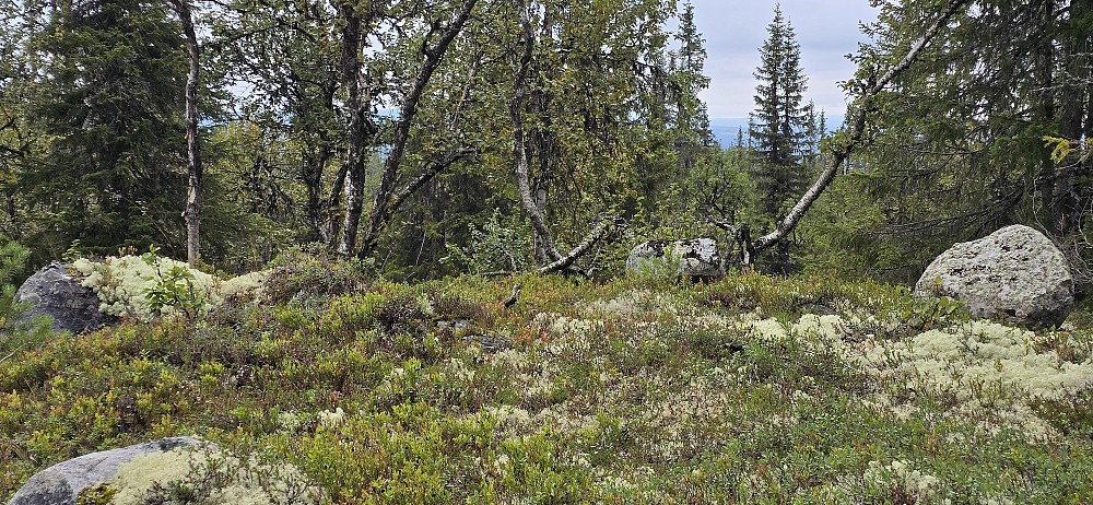 Flatdalsåsen Nordøst