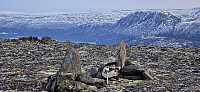 JoSo_20250120_678eb34999ceb.jpg