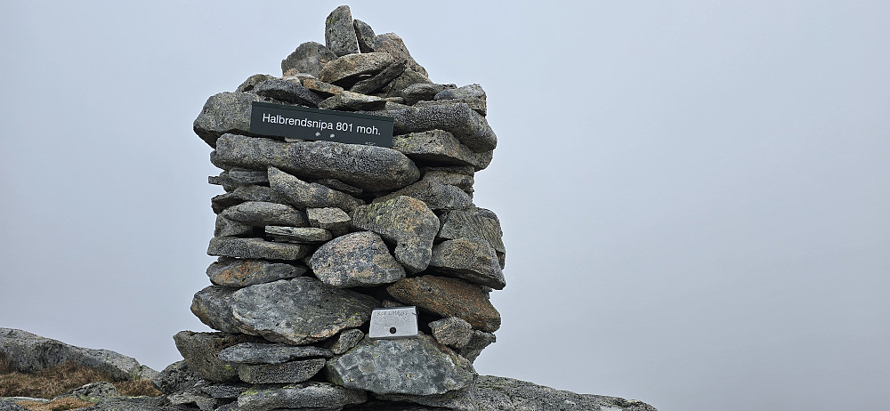 Hallbrendsnipa