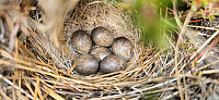 JoSo_20250623_685962babd750.jpg