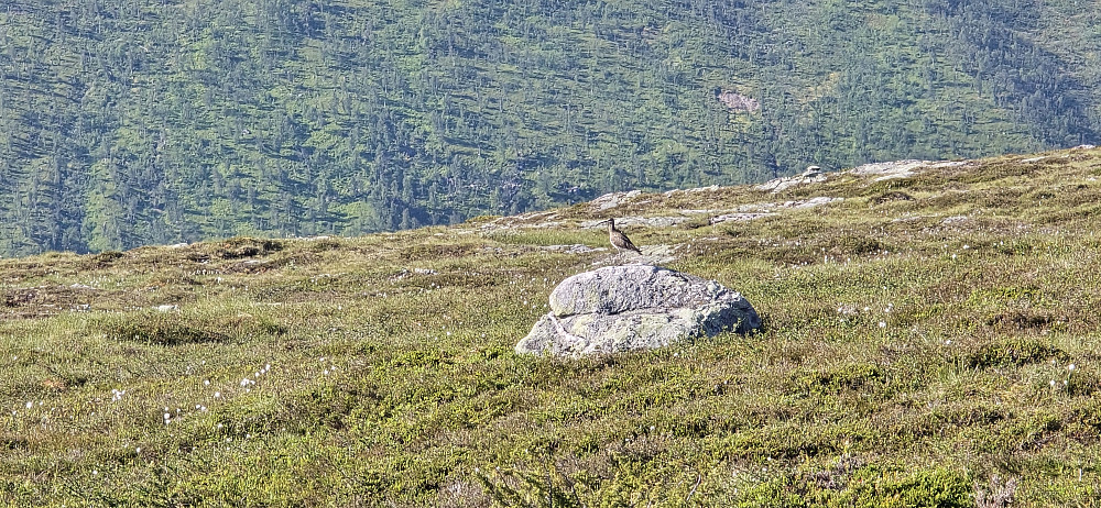 Storspove - ikke så ofte å se lenger..
